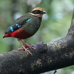 2 Days Kibale Chimpanzee Trekking Safari Uganda Tour / 2 Days Uganda Chimpanzee Trekking Safari & Birding In Kibale National Park- Uganda Safari News